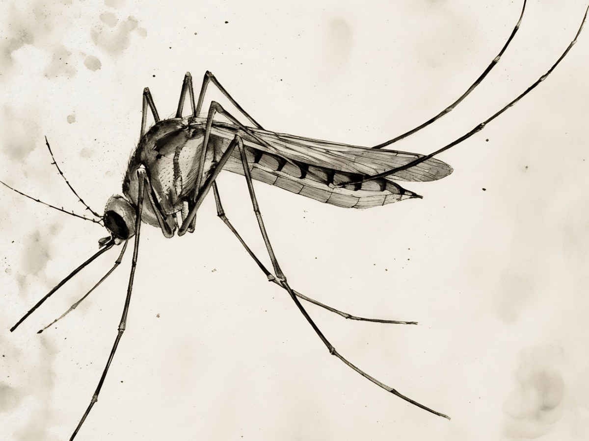 Anyone who has ever tried to camp in the wetlands of a mosquito paradise knows, that the scale makes the difference – essay on conspiracy&nbsp;anecdotes